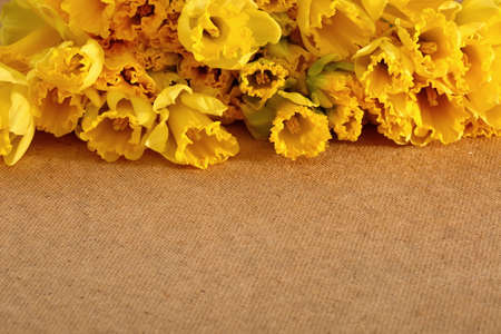 On natural sites it grows wild in Portugal and Spain. Many hybrids come from this species, which gardeners fall into the 7th group of narcissists.の写真素材