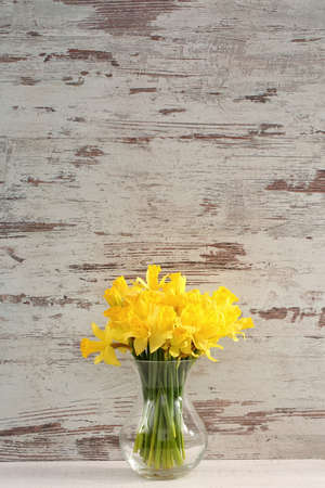 On natural sites it grows wild in Portugal and Spain. Many hybrids come from this species, which gardeners fall into the 7th group of narcissists.の写真素材