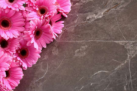 Gerbera with a large beautiful inflorescence is a wonderful decoration.の写真素材