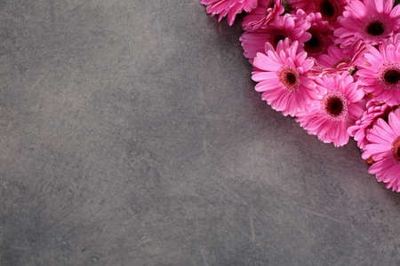 Gerbera with a large beautiful inflorescence is a wonderful decoration.