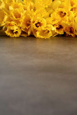 On natural sites it grows wild in Portugal and Spain. Many hybrids come from this species, which gardeners fall into the 7th group of narcissists.の写真素材