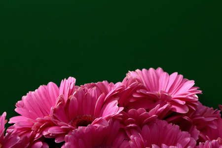 Gerbera with a large beautiful inflorescence is a wonderful decoration.の写真素材