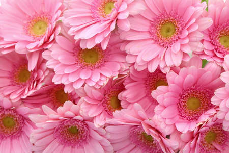 Gerbera is large flowers with vivid colors.の写真素材