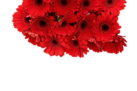 Gerbera is large flowers with vivid colors.の写真素材