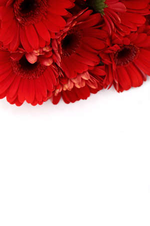 Gerbera with a large beautiful inflorescence is a wonderful decoration.の写真素材