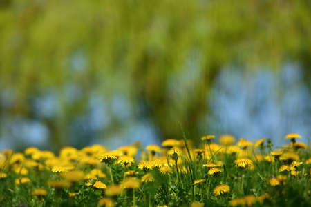 Spring landscape with yellow flowers and dandelion flowers.