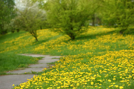 Spring landscape with yellow flowers and dandelion flowers.の写真素材