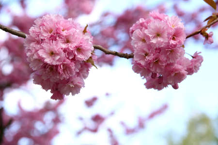 In the spring time, an apple blossom is decorated with pink flowers in large quantities.