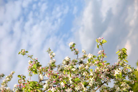 The old apple variety blossomed again in early spring.の写真素材