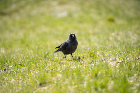 During the day, wild birds search for insects and seeds among the lush grass.の写真素材
