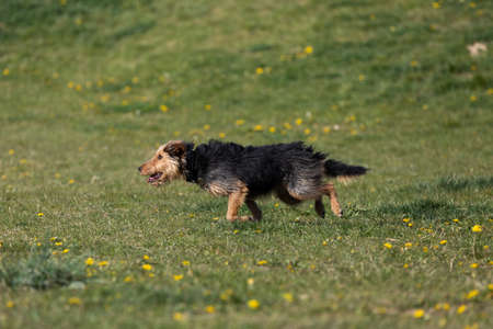 A dog runs on the green lawn and has learned to properly retrieve a rubber ball.の写真素材