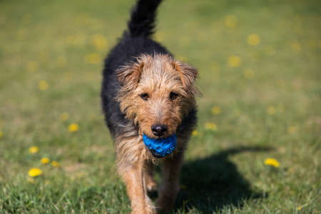 The dog after catching a small ball returns to the master on the green lawn.