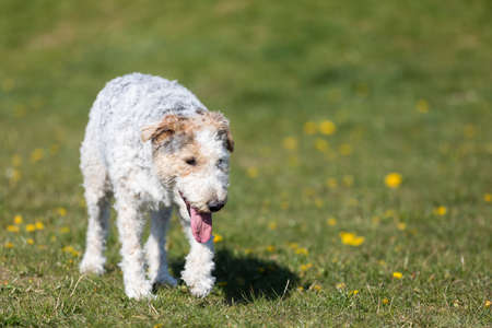The shaggy dog walks slowly on the green grass and you can see that he is hot and thirsty.の写真素材