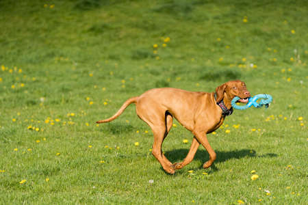 In the afternoon sun, a Hungarian female pointer learns to retrieve.の写真素材