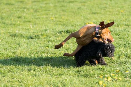 Two friendly dogs play on a green meadow during an afternoon walk.の写真素材