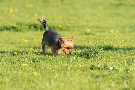 Purebred york dog stands on the green meadow. Pretty little dog with hair instead of hair.の写真素材