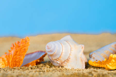 Sea beach with shells and starfish lying in the sand on a sunny day. Blue sky.の写真素材