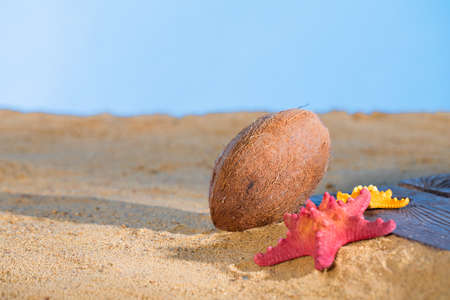 Blue sky. Ripe Coconut. Sunny beach sea shore. Two starfish Buried plank in a squeak.