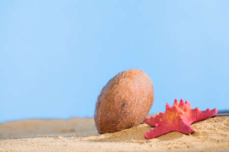 Blue sky. Ripe Coconut. Sunny beach sea shore. Two starfish Buried plank in a squeak.