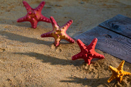 Several starfish frozen on a sandy beach. Sunny coast. Sea beach.の写真素材