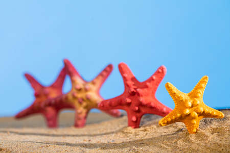 Several starfish frozen on a sandy beach. Sunny coast. Sea beach.の写真素材