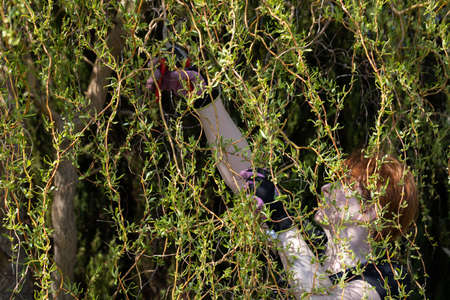 Thick weeping willow crown. Spring pruning of branches. Red-haired girl with pruning shears works on a weeping willow tree.の写真素材