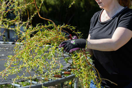 The red-haired woman works at laying cut branches of a weeping willow. Spring cleaning in the garden by the decorative trees.の写真素材