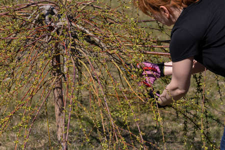 Thick weeping willow crown. Spring pruning of branches. Red-haired girl with pruning shears works on...