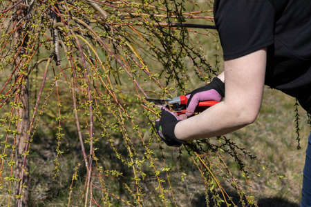 Thick weeping willow crown. Spring pruning of branches. Red-haired girl with pruning shears works on a weeping willow tree.の写真素材