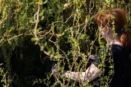Hand saw for cutting thick branches of the tree. Red-haired woman works as a gardener. Spring cleaning in the garden by the decorative trees.の写真素材