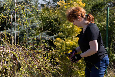 Thick weeping willow crown. Spring pruning of branches. Red-haired girl with pruning shears works on a weeping willow tree.の写真素材