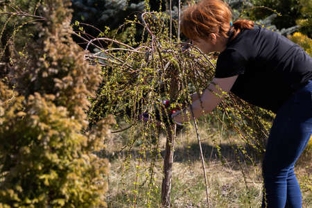 Thick weeping willow crown. Spring pruning of branches. Red-haired girl with pruning shears works on a weeping willow tree.の写真素材
