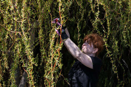 Thick weeping willow crown. Spring pruning of branches. Red-haired girl with pruning shears works on...