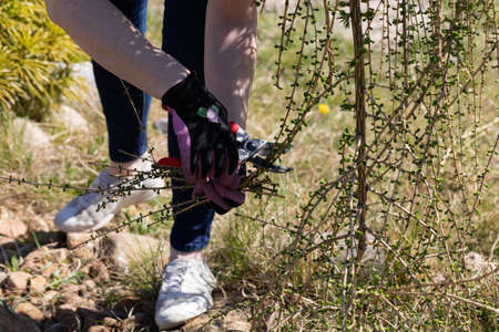 Hand pruner for cutting thick branches of larch tree. Red-haired woman works as a gardener. Spring cleaning in the garden by the decorative trees.の写真素材