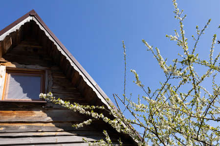 White flowers on the fruit tree. Colorful flat sheet roof. Spring morning.の写真素材