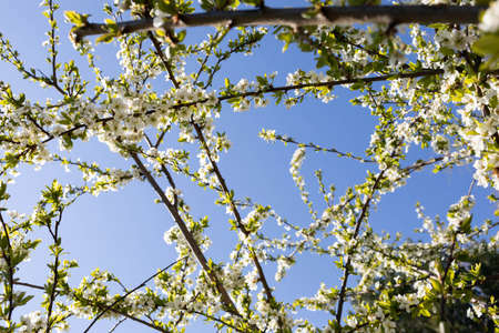 White plum blossom petals with stamens covered with yellow quart pollen are waiting for bees.