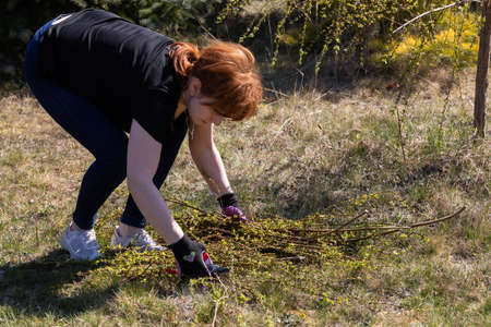 The red-haired woman works at laying cut branches of a weeping willow. Spring cleaning in the garden...