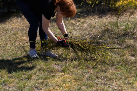 The red-haired woman works at laying cut branches of a weeping willow. Spring cleaning in the garden by the decorative trees.の写真素材