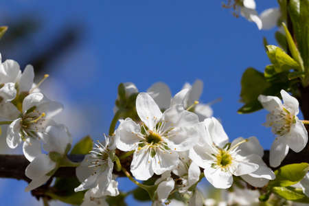 White plum blossom petals with stamens covered with yellow quart pollen are waiting for bees.