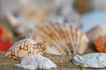 Limestone shells of snails. Abandoned shells lie on the beach. Sandy shore of the sea beach.の写真素材