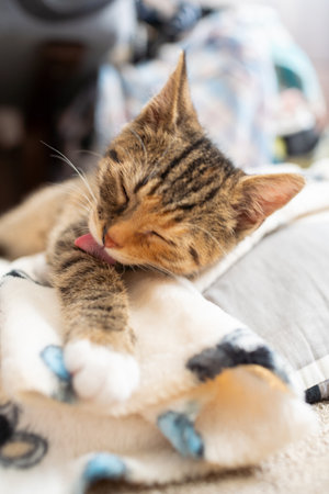 The personal hygiene of a little kitten begins with cleaning its fur each time before bedの写真素材