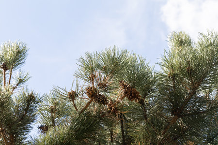 Dense pine branches with mature, mature cones against the background of a blue sky with delicate...