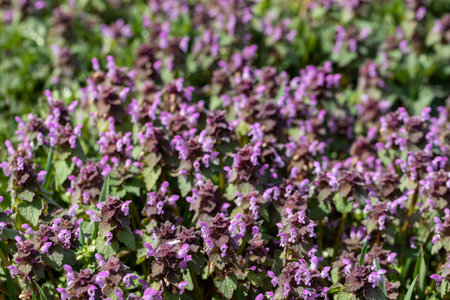 A large number of purple thyme flowers in the flowering vessel. Summer season. Green leaves.の写真素材