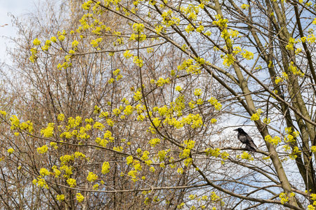 In early spring, a black crow has sat on a maple tree branch and watches the area from above.の写真素材