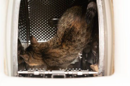 Inside the washing machine, a multiracial cat walks on a perforated drum and checks out new smells for it. Short hair with black stripes.の写真素材