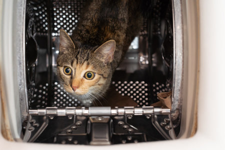 The cat has eyes wide open and is looking up from inside the washing machine. The short hair is dark brown with black stripes.の写真素材