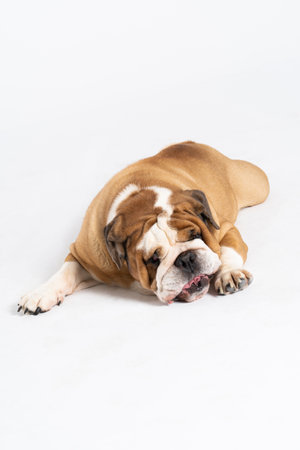 While resting, the dog licks its paws. The English Bulldog was bred as a companion and deterrent dog. A breed with a brown coat with white patches.の写真素材