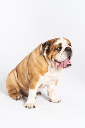 The dog is sitting and panting with its tongue outstretched. The English Bulldog was bred as a companion and deterrent dog. A breed with a brown coat with white patches.の写真素材