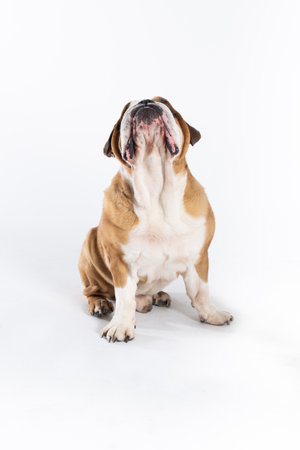 The dog is looking high up and waiting for a treat. The English Bulldog was bred as a companion and deterrent dog. A breed with a brown coat with white patchesの写真素材