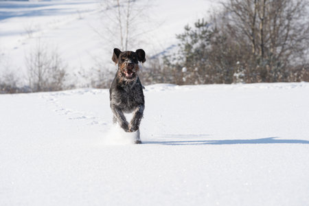At the command given, the dog runs jumping on deep snow. German wirehaired pointer the perfect dog...
